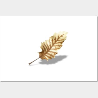 Brown Fall Leaf on White Background Posters and Art